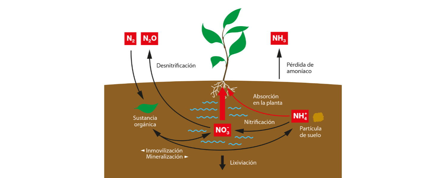 El ciclo de nitrógeno agrícola