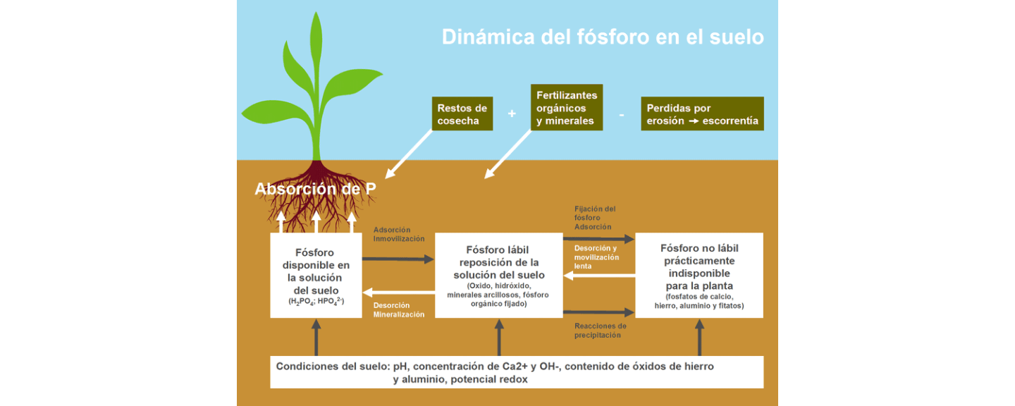 Dinámica del fósforo en el suelo Dinámica del fósforo en el suelo