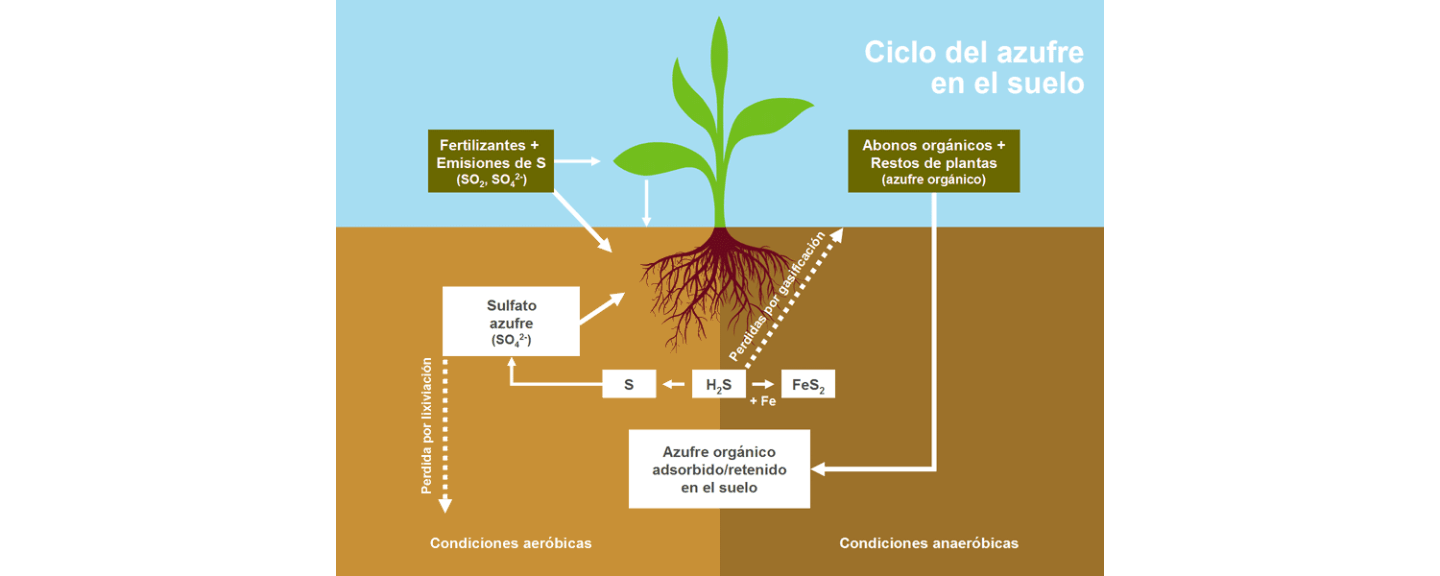 Ciclo del azufre en el suelo Ciclo del azufre en el suelo