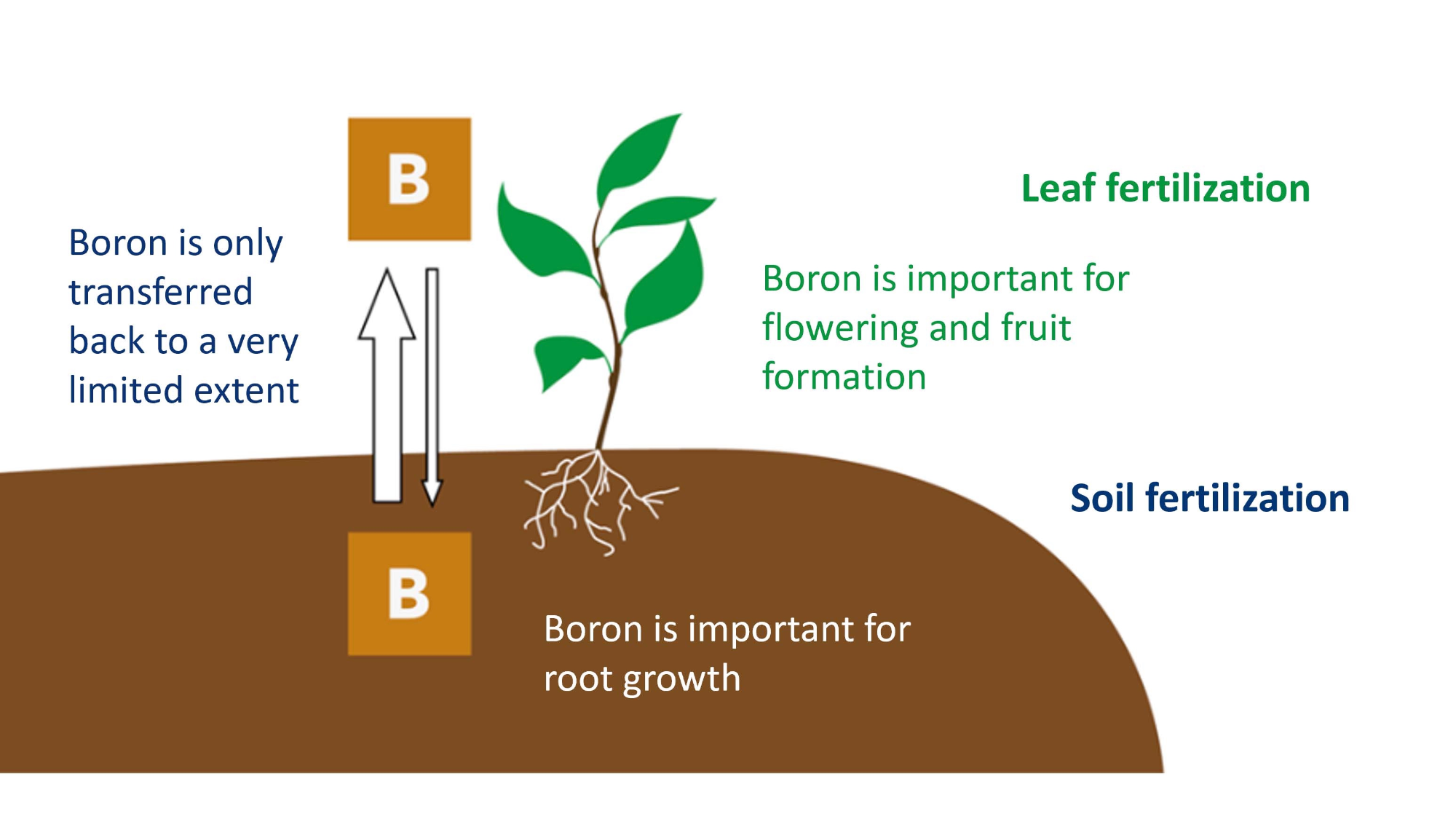 Boron has to be taken into account in both soil and leaf fertilization, as it is immobile in the plant.