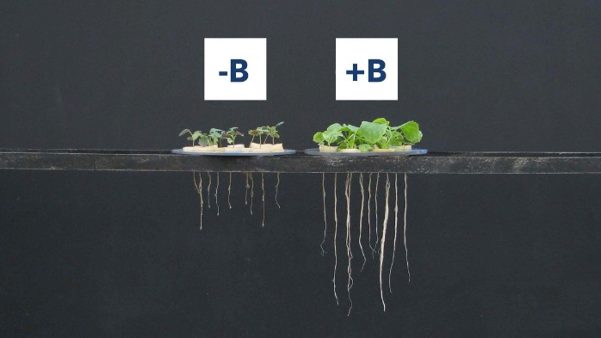 Comparison of rape plant with boron deficiency (-B) and with good boron supply (+B)