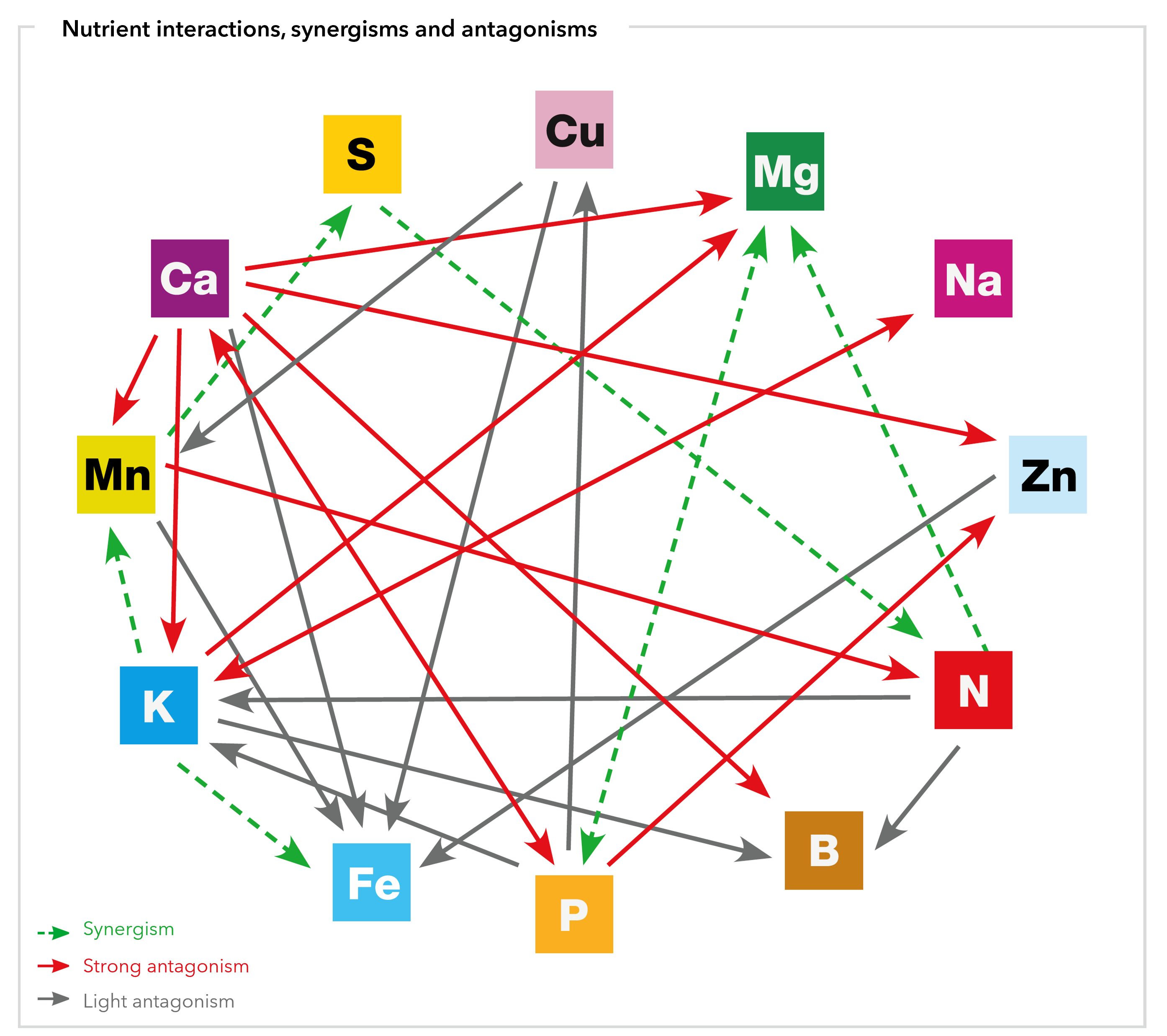 Nutrient interactions with s