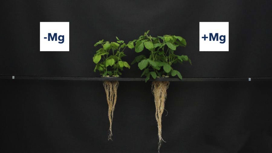 Soy magnesium comparison (16:9)