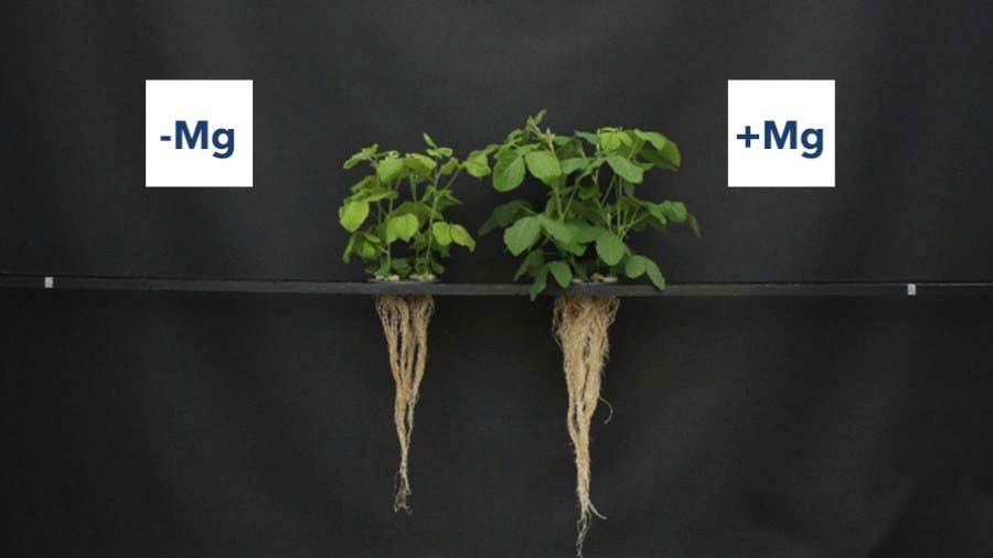 Due to magnesium deficiency, soyabean plants cannot transport enough photosynthesis carbohydrates to the roots on the left side (- Mg). Therefore, root growth is inhibited compared to a plant well supplied with magnesium (+ Mg) and also the nodule bacteria do not develop optimally.