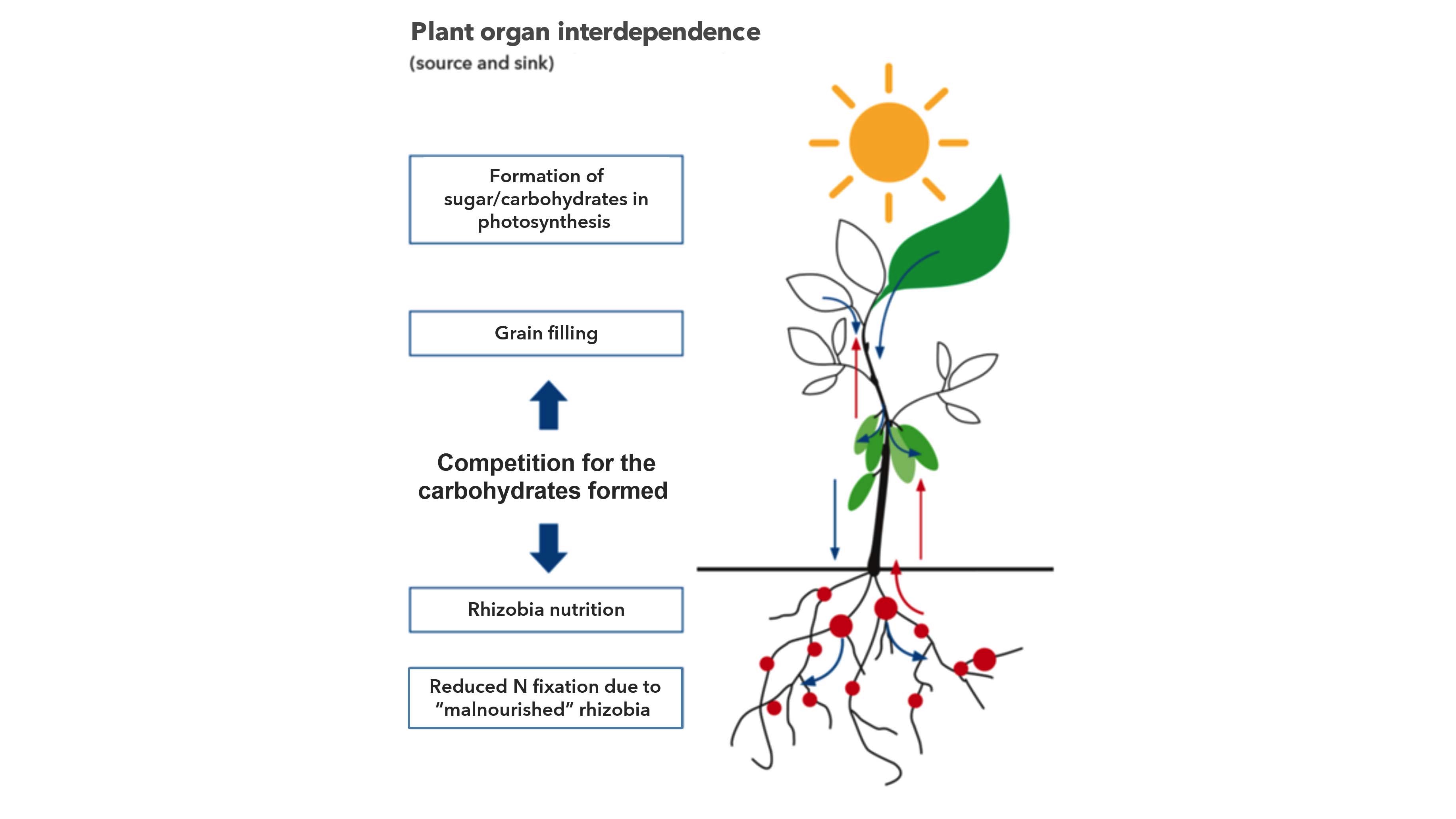 Soy plant organ interdependence