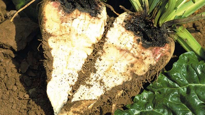 Boron deficiency is manifested in sugar beet by so-called heart rot and dry rot. If this type of damage occurs, the deficiency situation is particularly severe. (Photo: K+S)