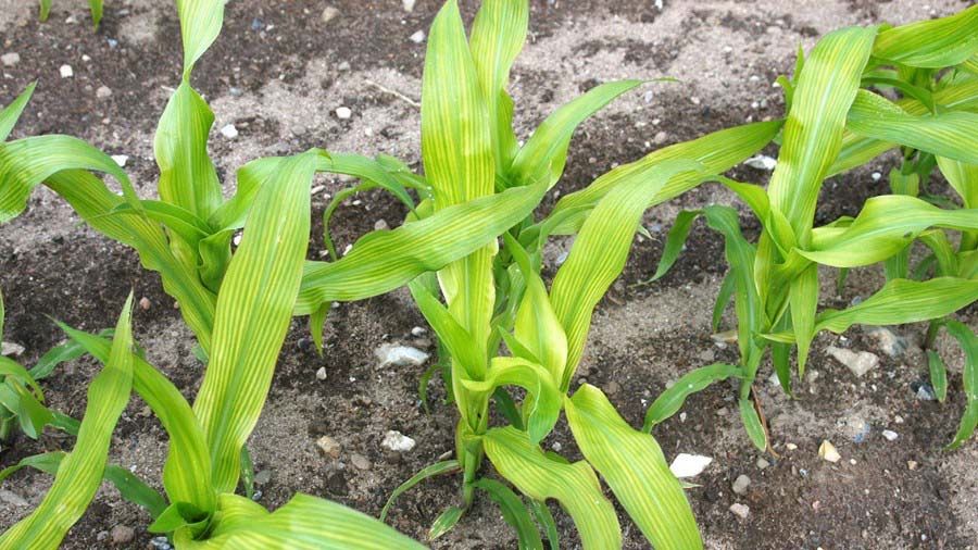 Typical sulfur deficiency symptoms are low growth, yellowing and rigidity of the plants. Attention: Sulfur deficiency is easily confused with nitrogen deficiency! (Photograph: K+S)