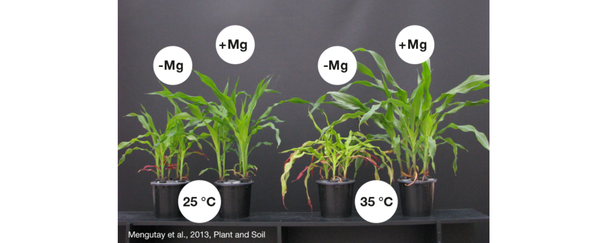 Las plantas de maíz con deficiencia de magnesio (-Mg) quedan atrofiadas en comparación con aquellas que cuentan con un buen aporte de magnesio (+Mg). A altas temperaturas de 35 °C se intensifica el efecto.