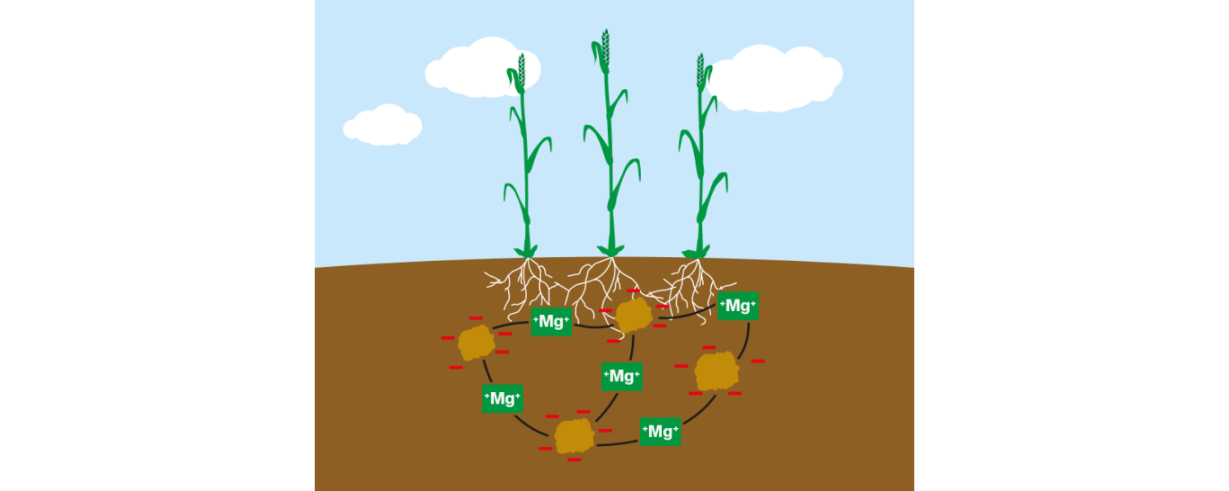 El magnesio estabiliza la estructura del suelo al igual que el calcio.