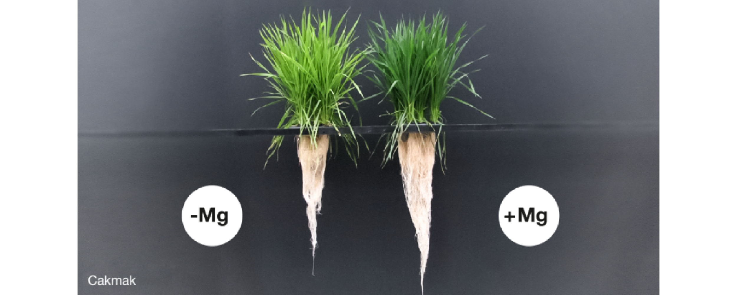 La falta de magnesio (izquierda) causa un crecimiento reducido de las raíces.