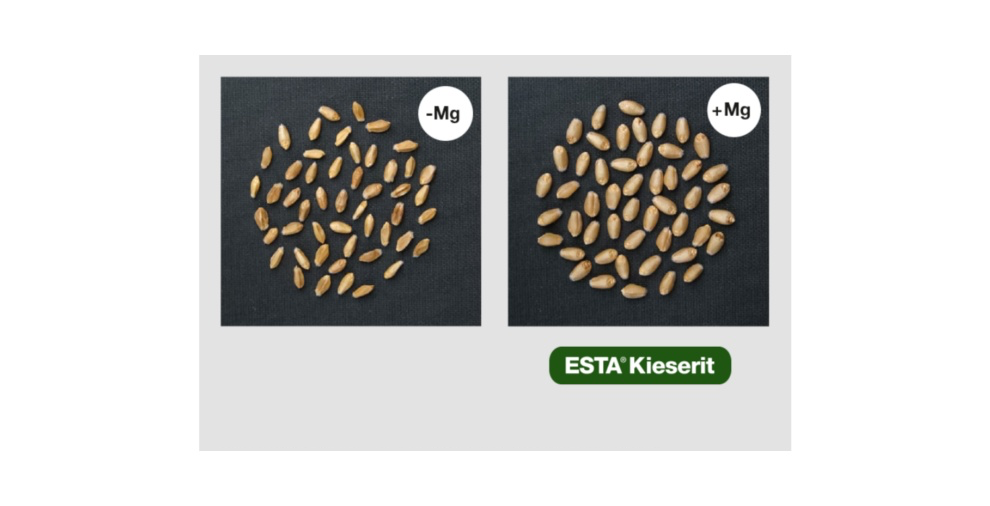 En el caso del trigo, un buen aporte de magnesio aumenta el peso de mil granos y, con ello, el rendimiento. Fuente: Ceylan et al., 2016, Plant and Soil