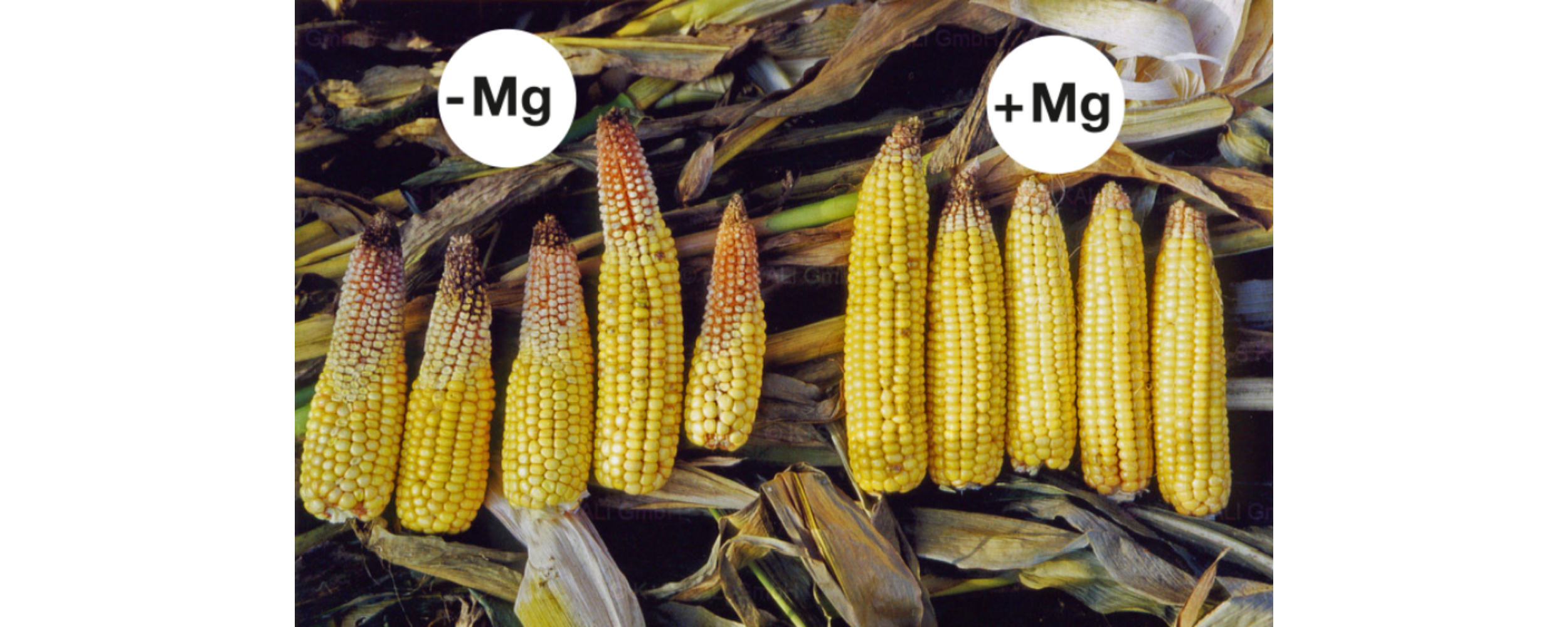 El magnesio fomenta el llenado de la mazorca en el caso del maíz. En caso de falta de magnesio (izquierda), se atrofia parte de los granos, dado que no se transportan suficientes carbohidratos a la mazorca.