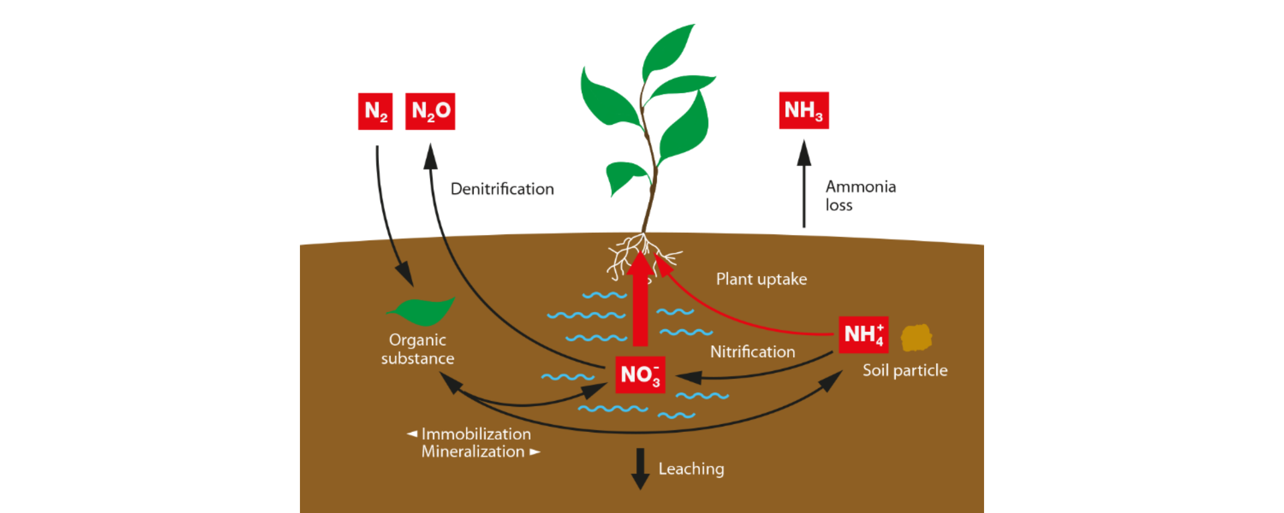 Nitrogen graphic