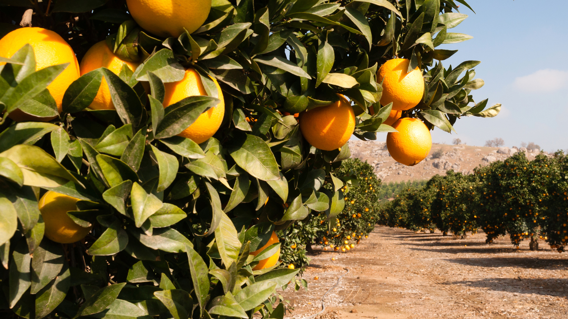 Field of orange trees (16:9)